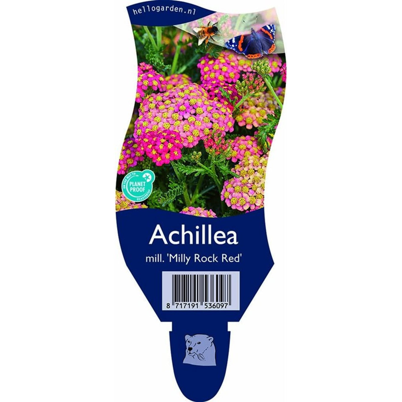 Röllika – Achillea m. 'Milly Rock Red' - P11