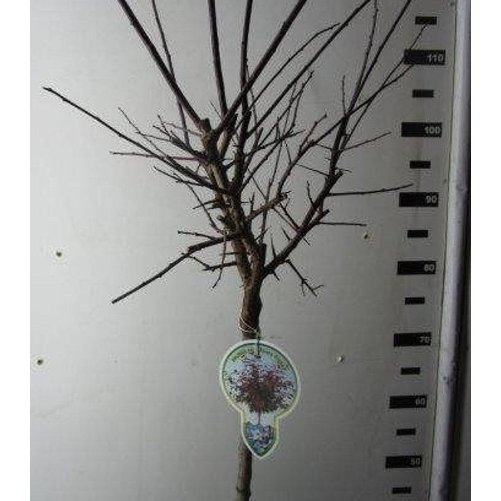 Körsbärsplommon – Prunus cerasifera 'Nigra' - 120 CM Stem C10