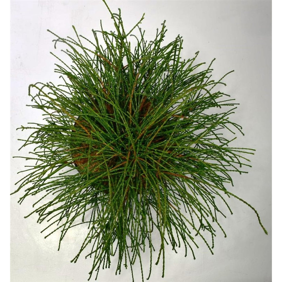 Thuja – Thuja plicata &