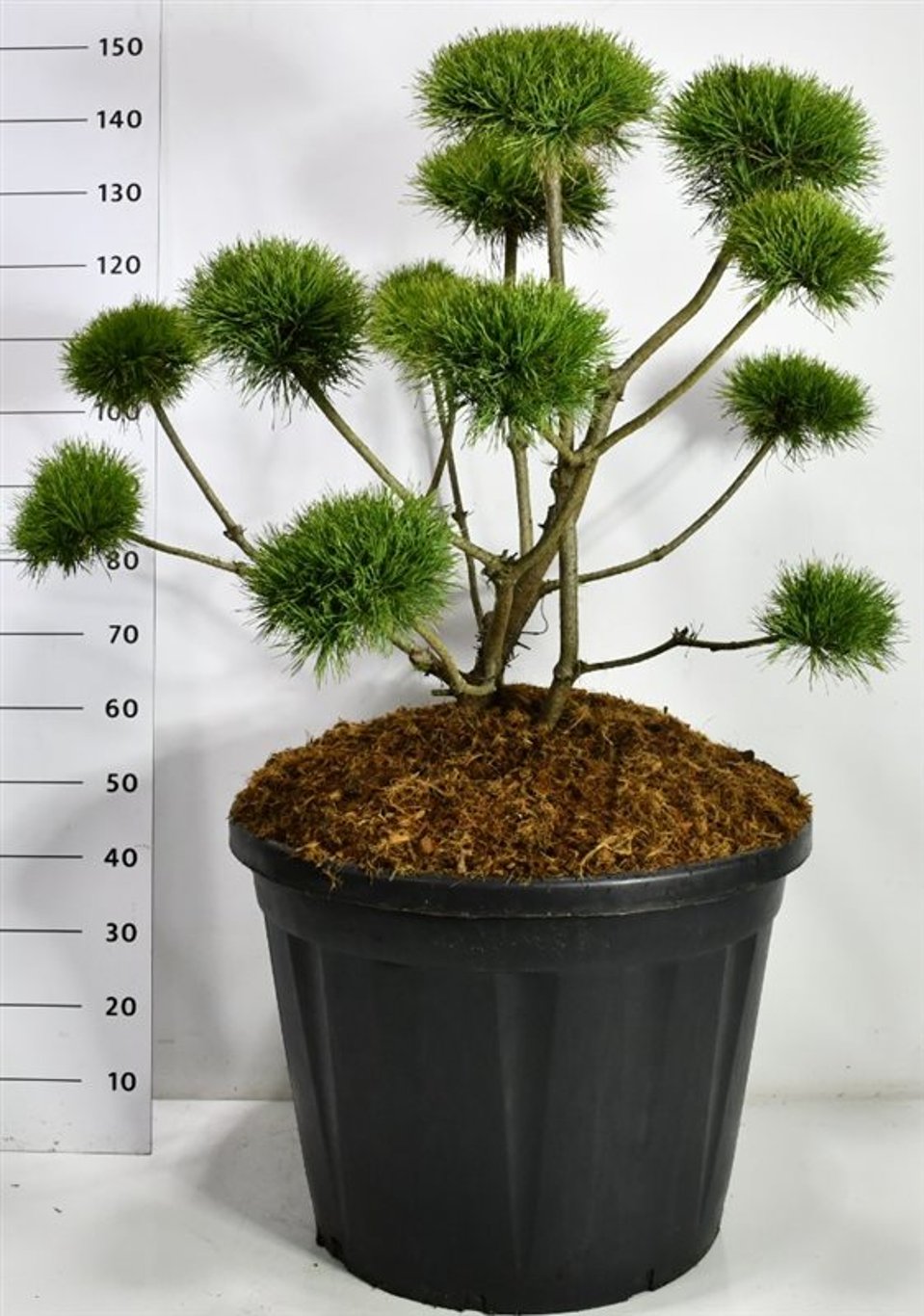 Tall – Pinus sylvestris &