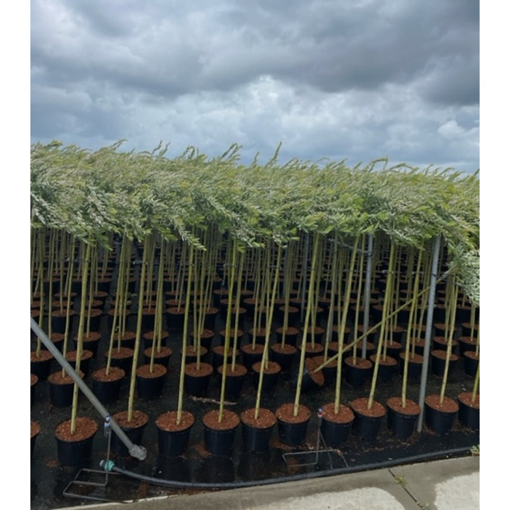 Japansk vide – Salix integra 'Hakuro-nishiki' - 120 CM Stem C5