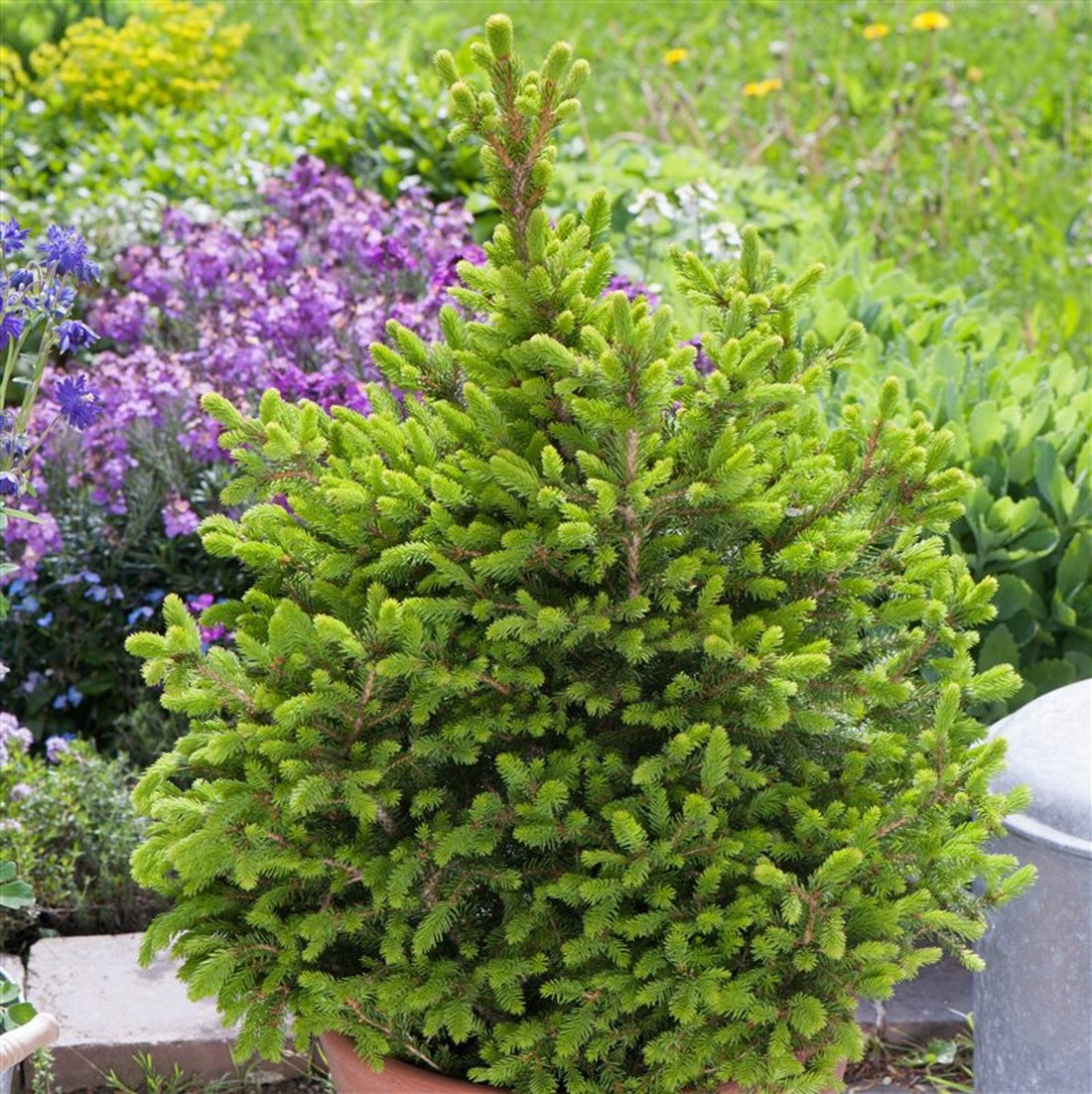 Gran – Picea abies &