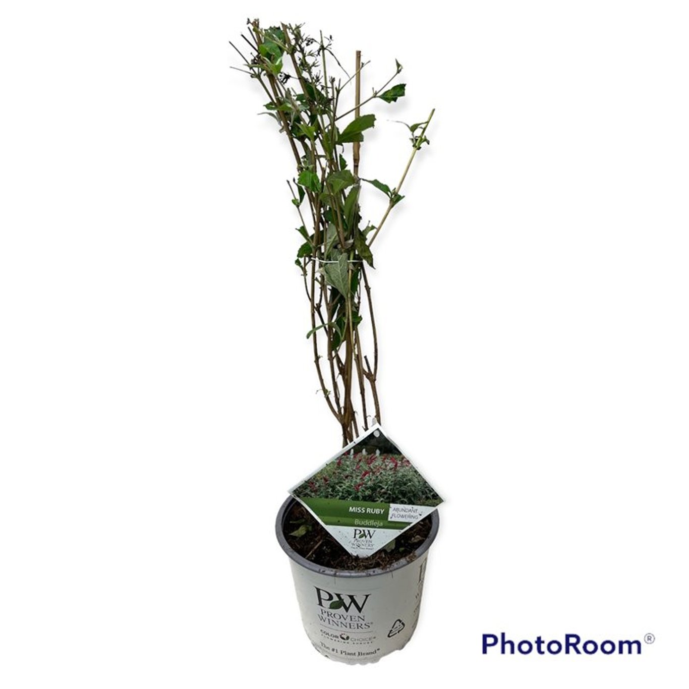 Sommarlilja – Buddleja dav. 'Miss Ruby' ® - C3 50-60 CM