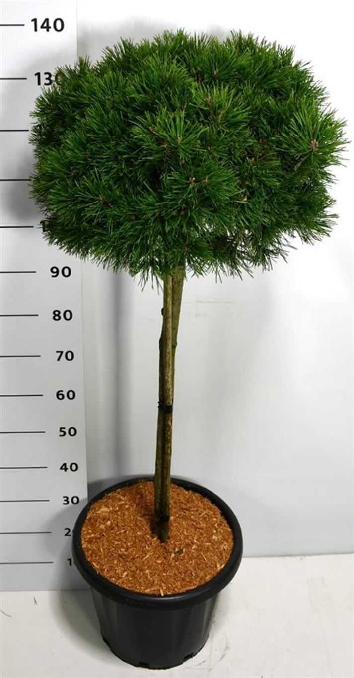 Bergtall – Pinus mugo 'Mops' - C25 80 cm. Stam