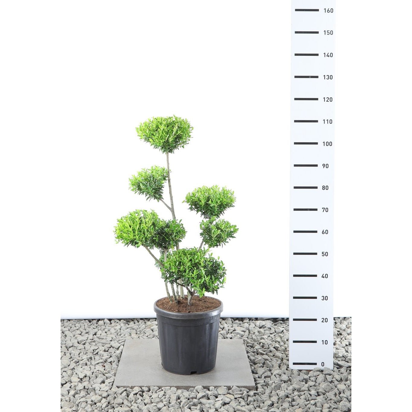 Japansk järnek – Ilex crenata 'Blondie' - 60-80 CM Multiplateau EXTRA in Cont.