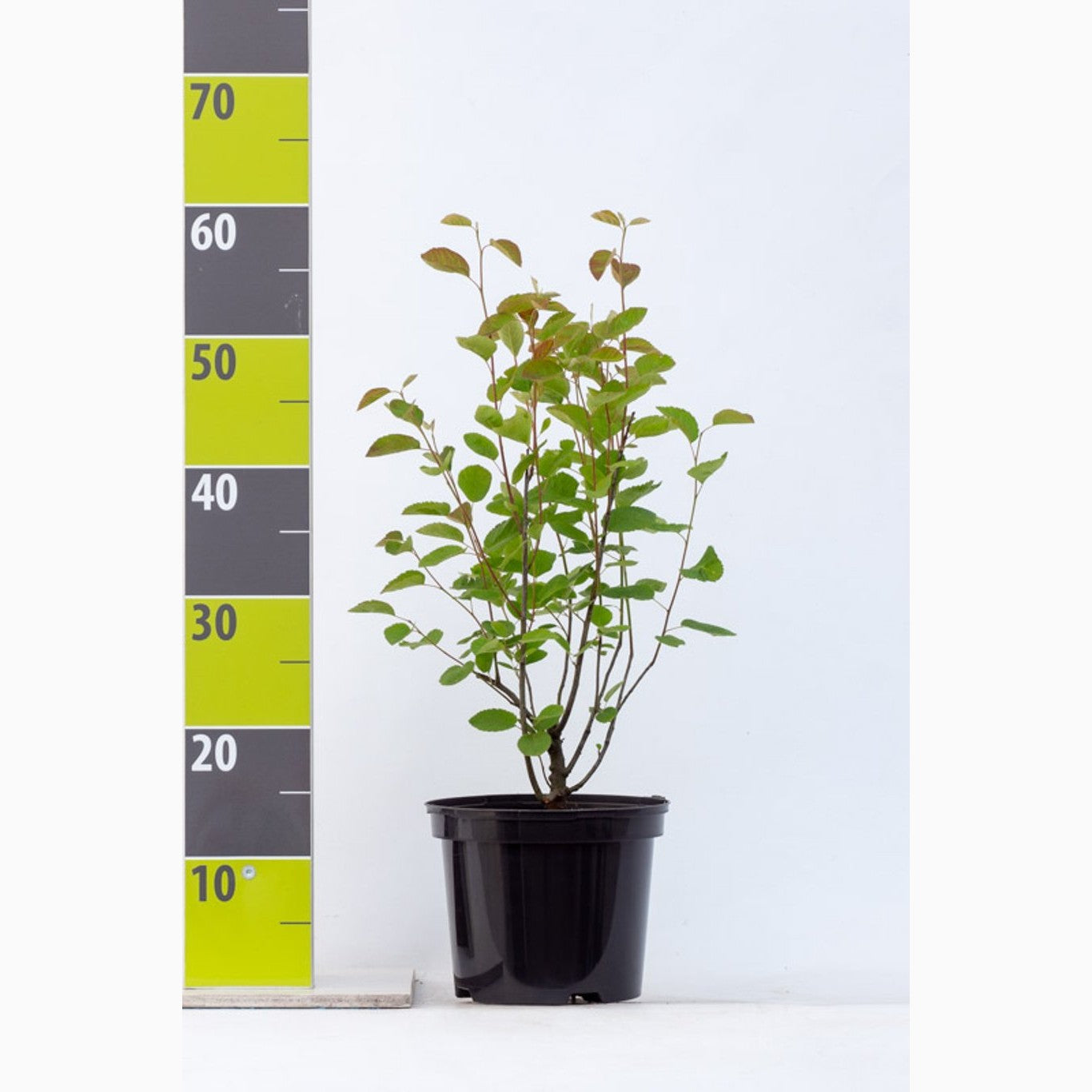 Häggmispel – Amelanchier rotundifolia - C3 40-60 CM