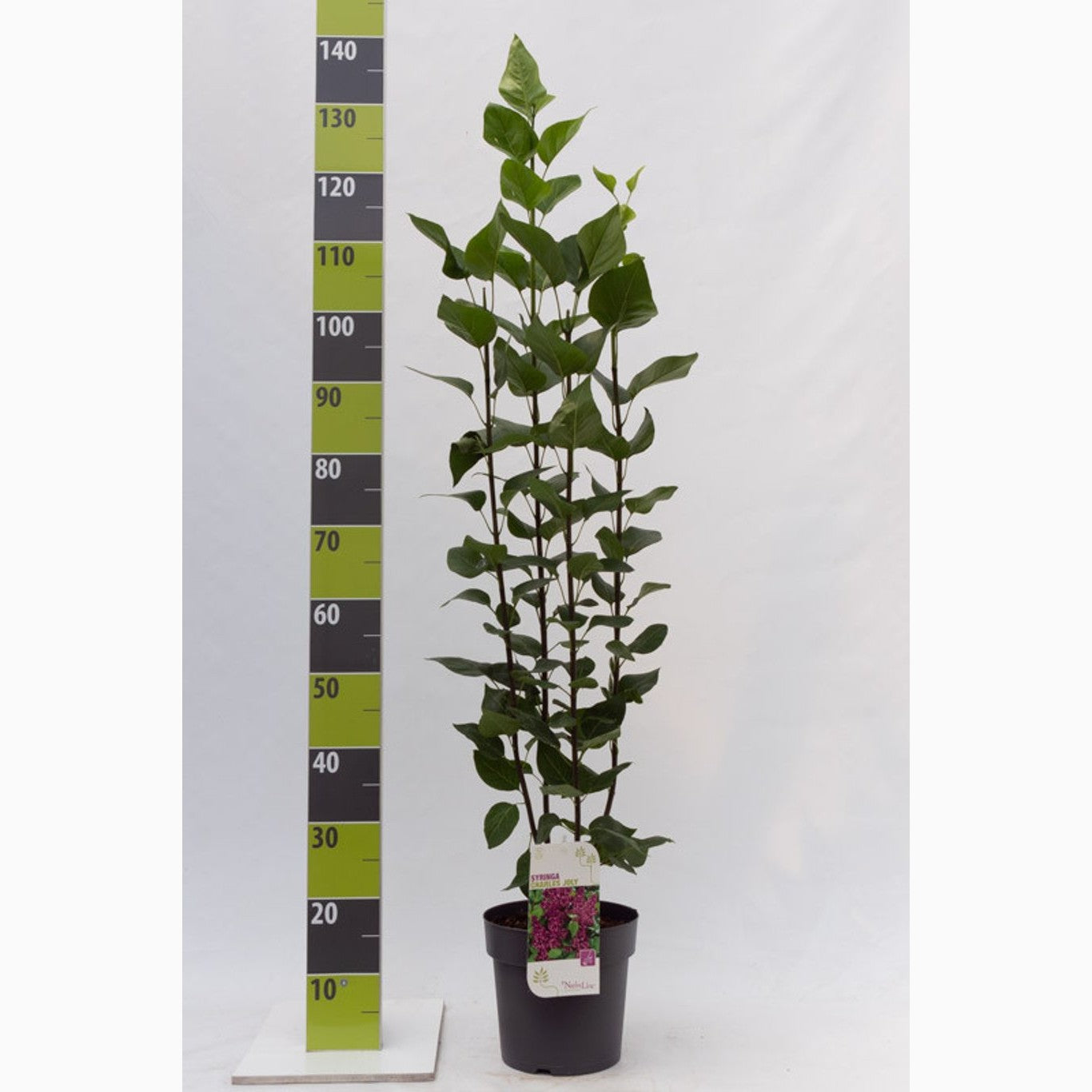 Syren (V); – Syringa vulgaris 'Charles Joly' - C4,6 50-60 CM