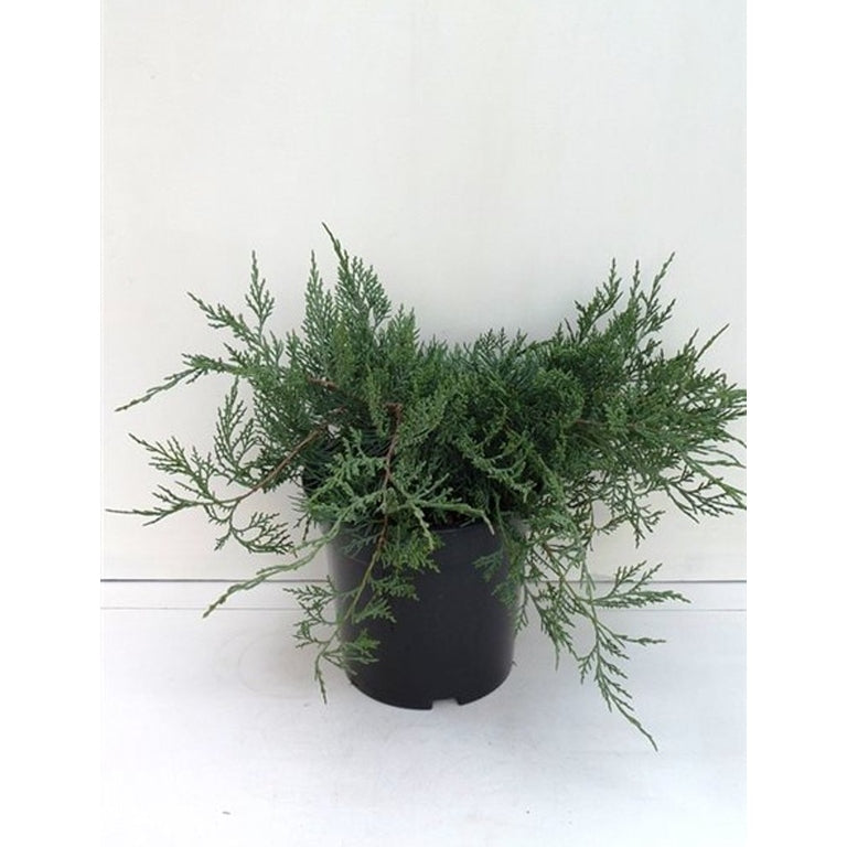 Virginsk en – Juniperus virginiana 'Grey Owl' - C3 30-40 CM