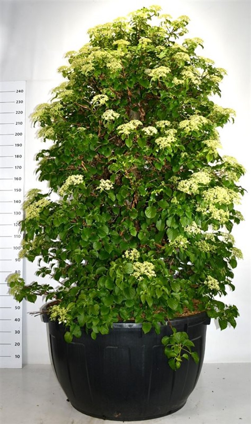 Klätterhortensia – Hydrangea petiolaris - C500 200-225 cm. Sol