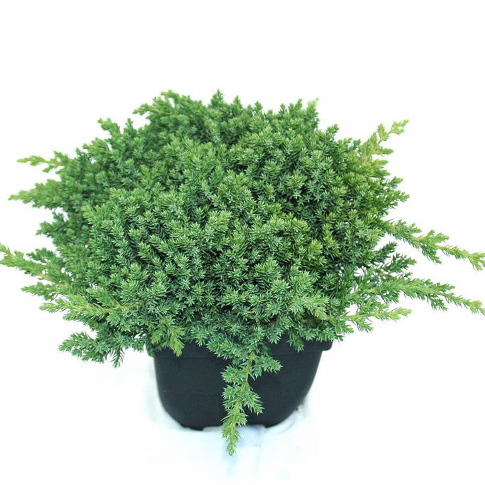 Kryp-en – Juniperus procumbens 'Nana' - C2