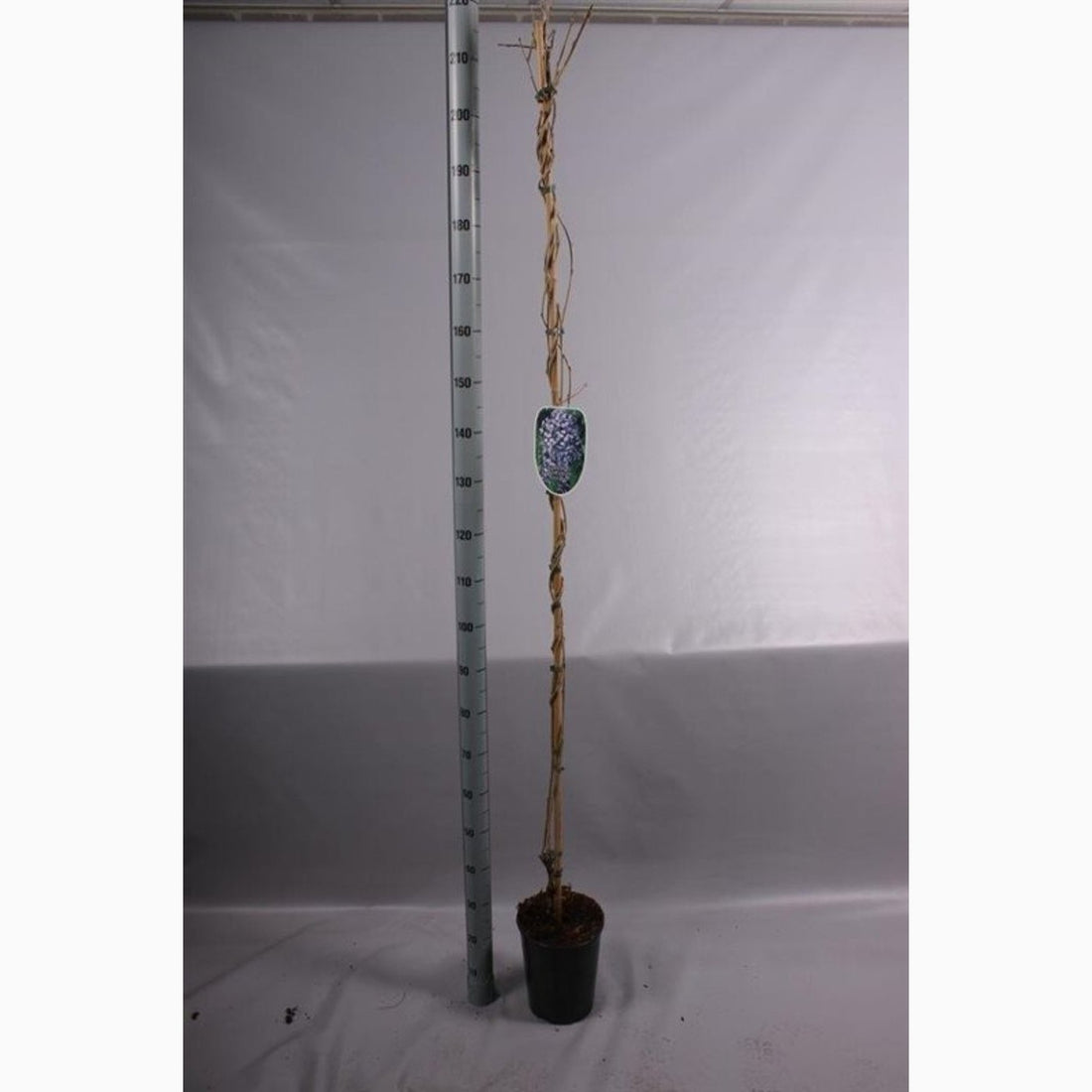 Blåregn – Wisteria floribunda &