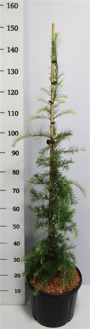 Japansk lärk – Larix kaempferi &