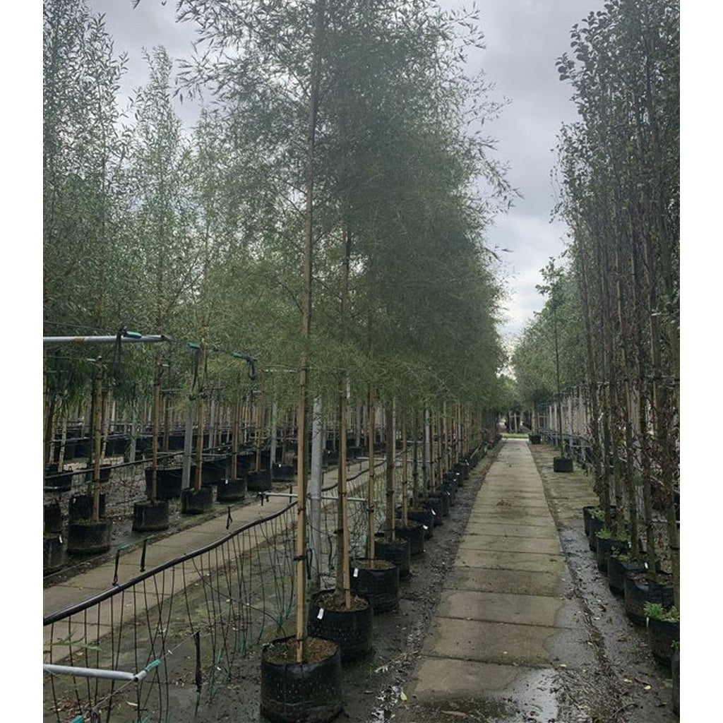 Klibb-al – Alnus glutinosa 'Imperialis' - 12/14 RB