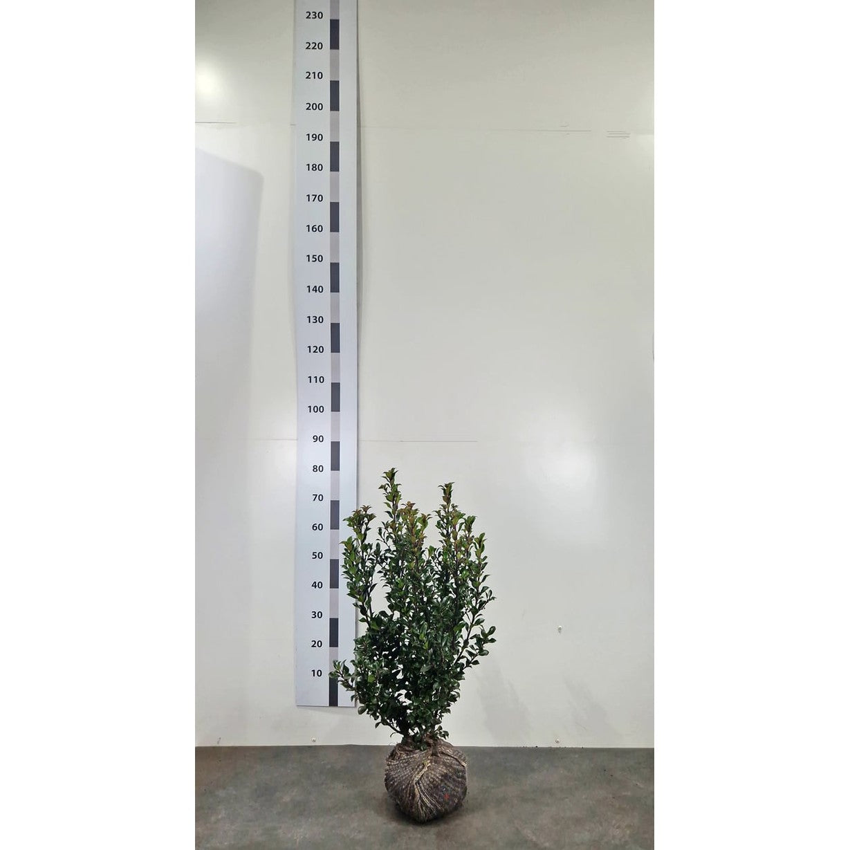 Blå järnek – Ilex meservae 'Heckenstar'® - 50-60 CM RB