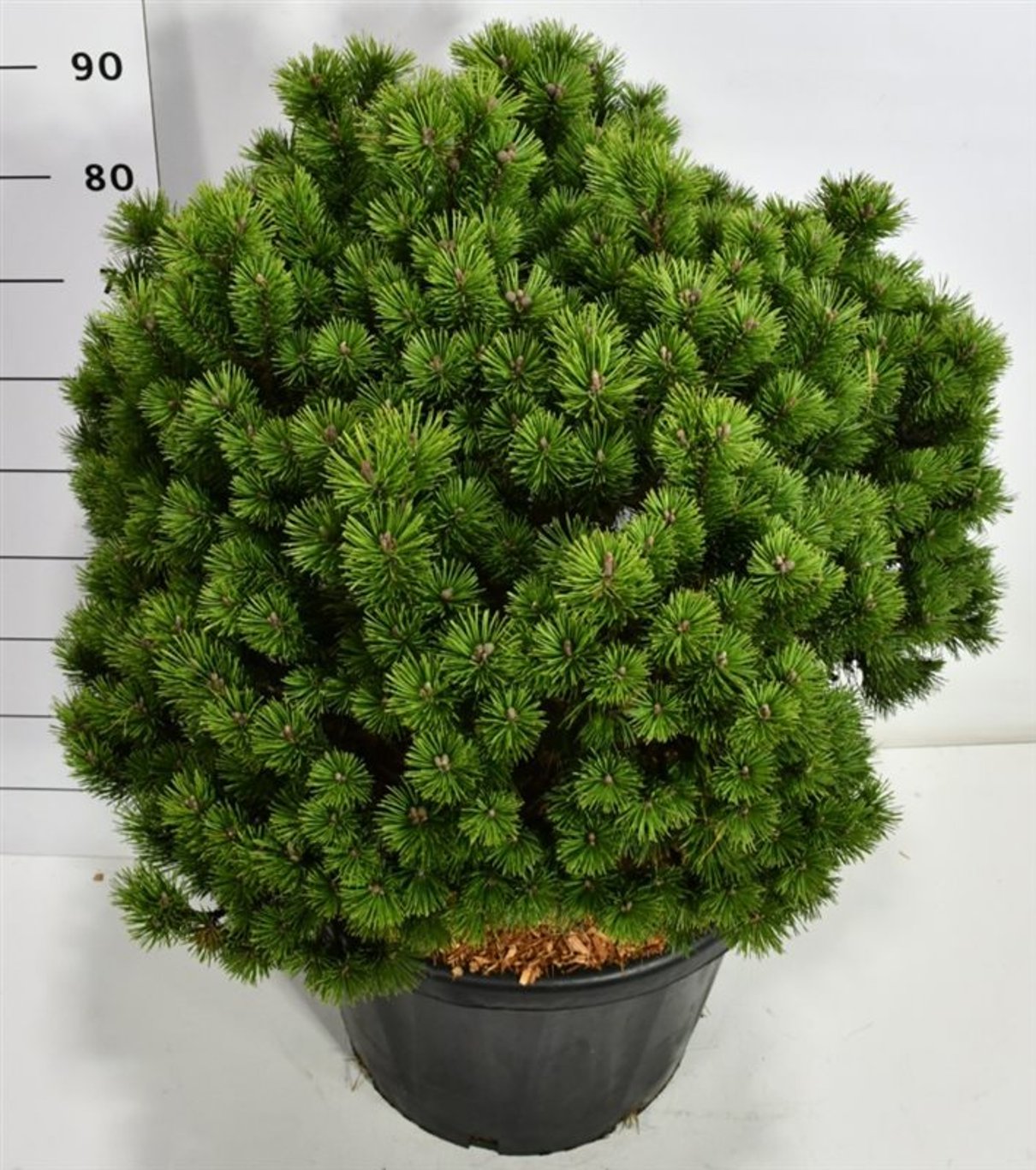 Bergtall – Pinus mugo 'Mops' - C45 70-80 cm. Sol
