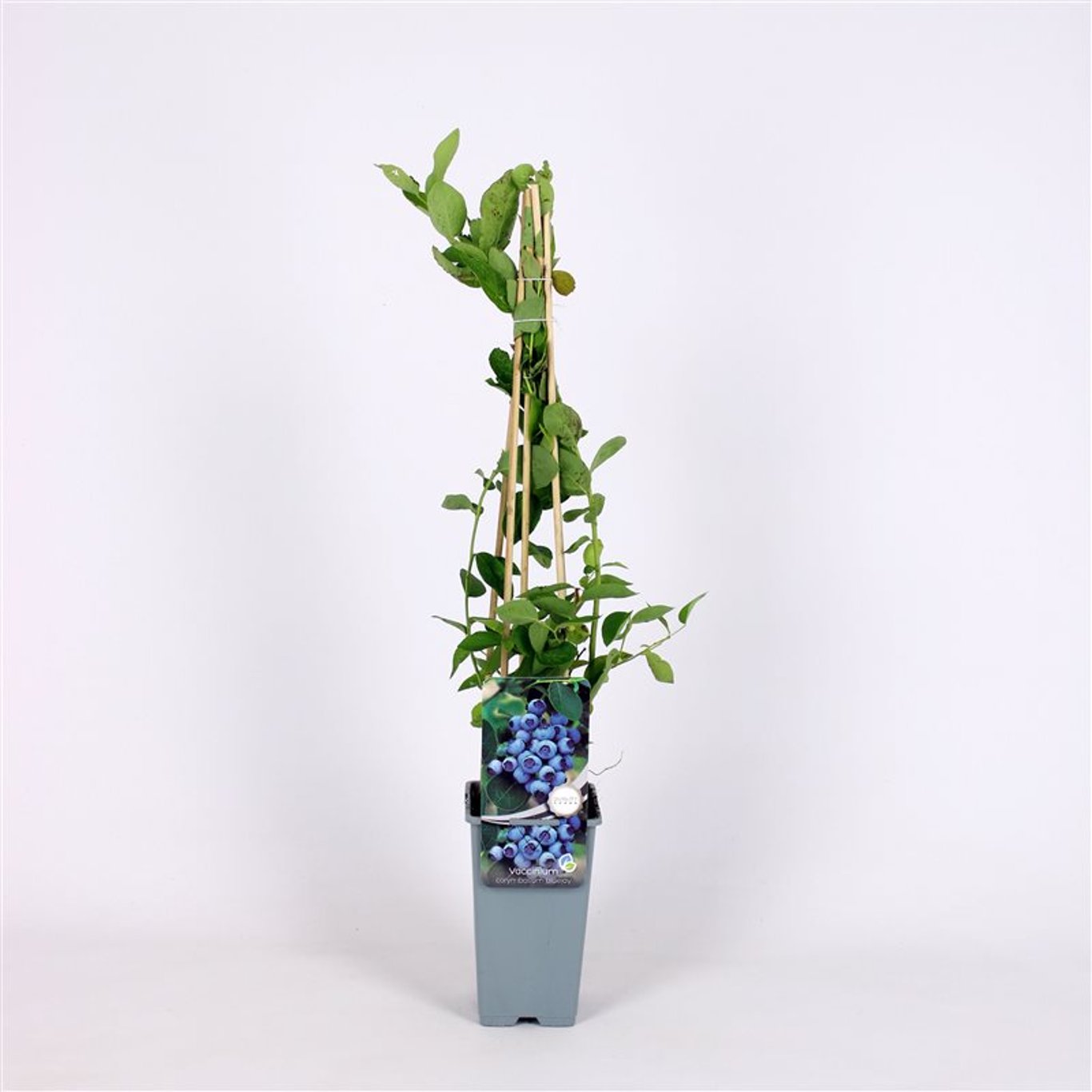 Trädgårdsblåbär – Vaccinium corymbosum 'Bluejay' - C2 70/+ CM