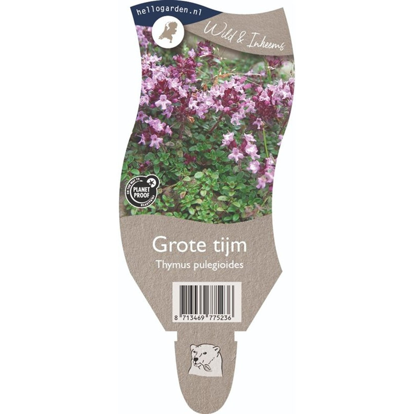 Kryddtimjan – Thymus pulegioides - P11