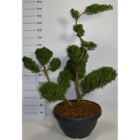 Pfitzer-en – Juniperus pfitzeriana 'Mint Julep' - C50 125-150 cm. Bonsai