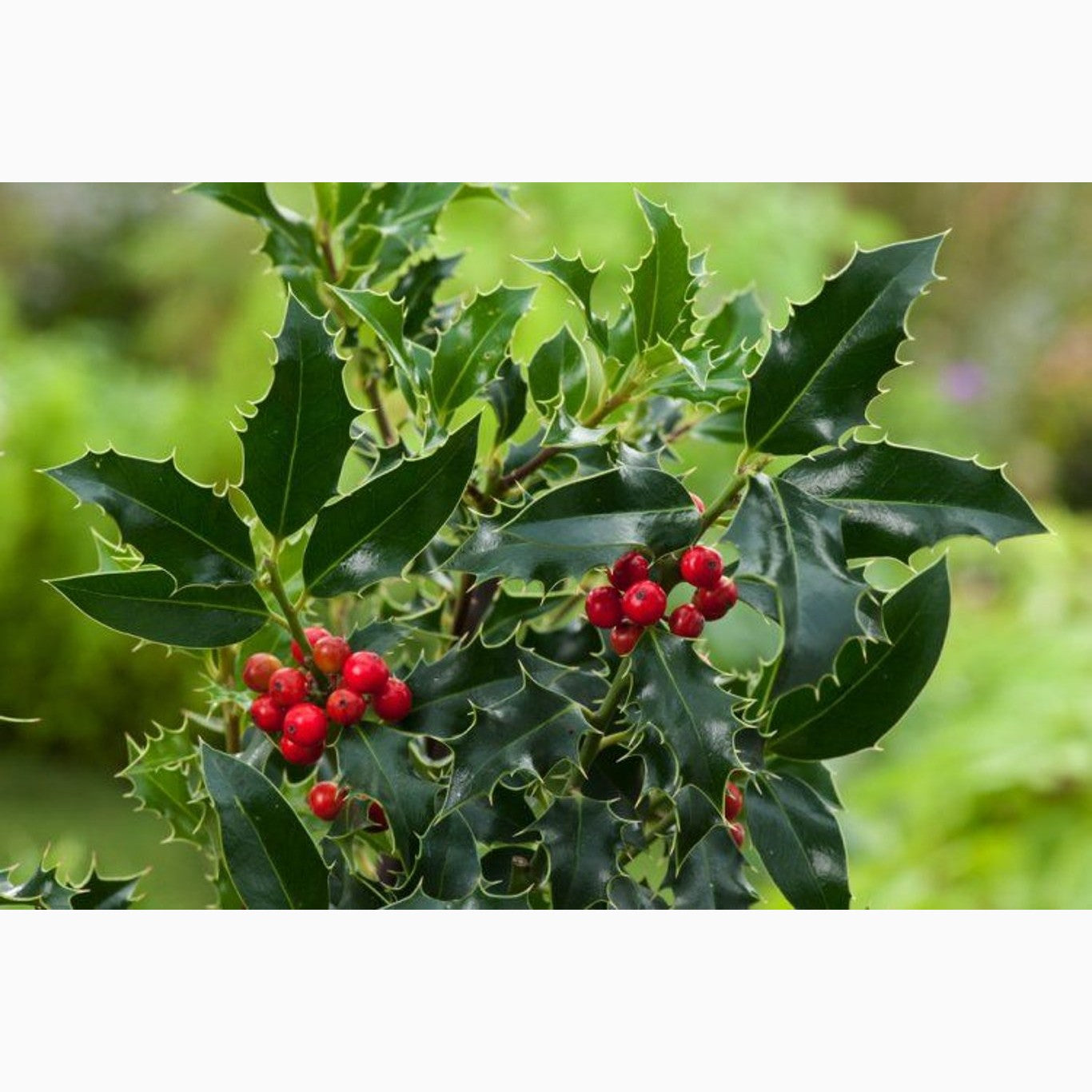 Järnek – Ilex aquifolium - P9 40-60 CM
