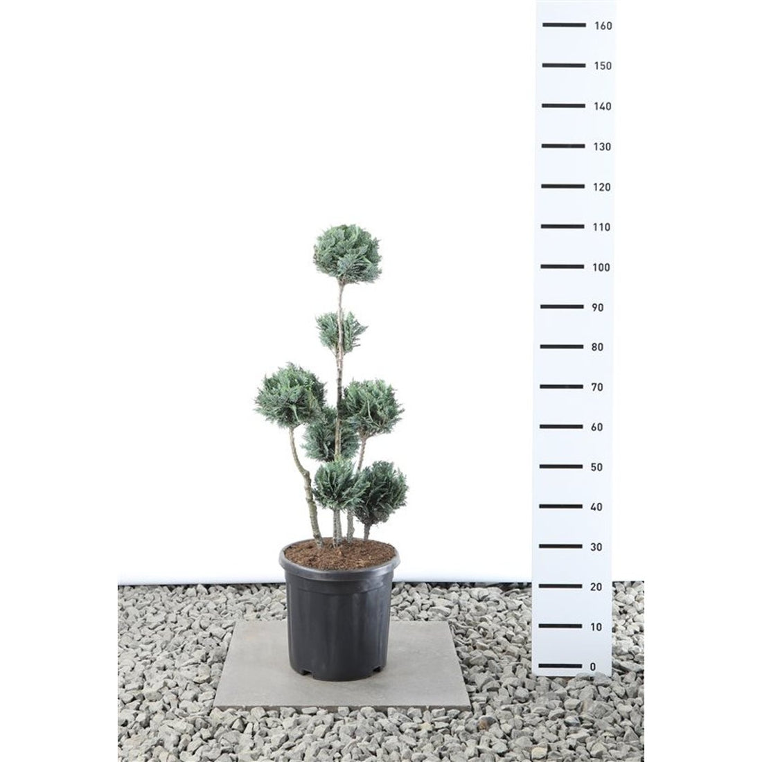 Ädelcypress – Chamaecyparis lawsoniana &