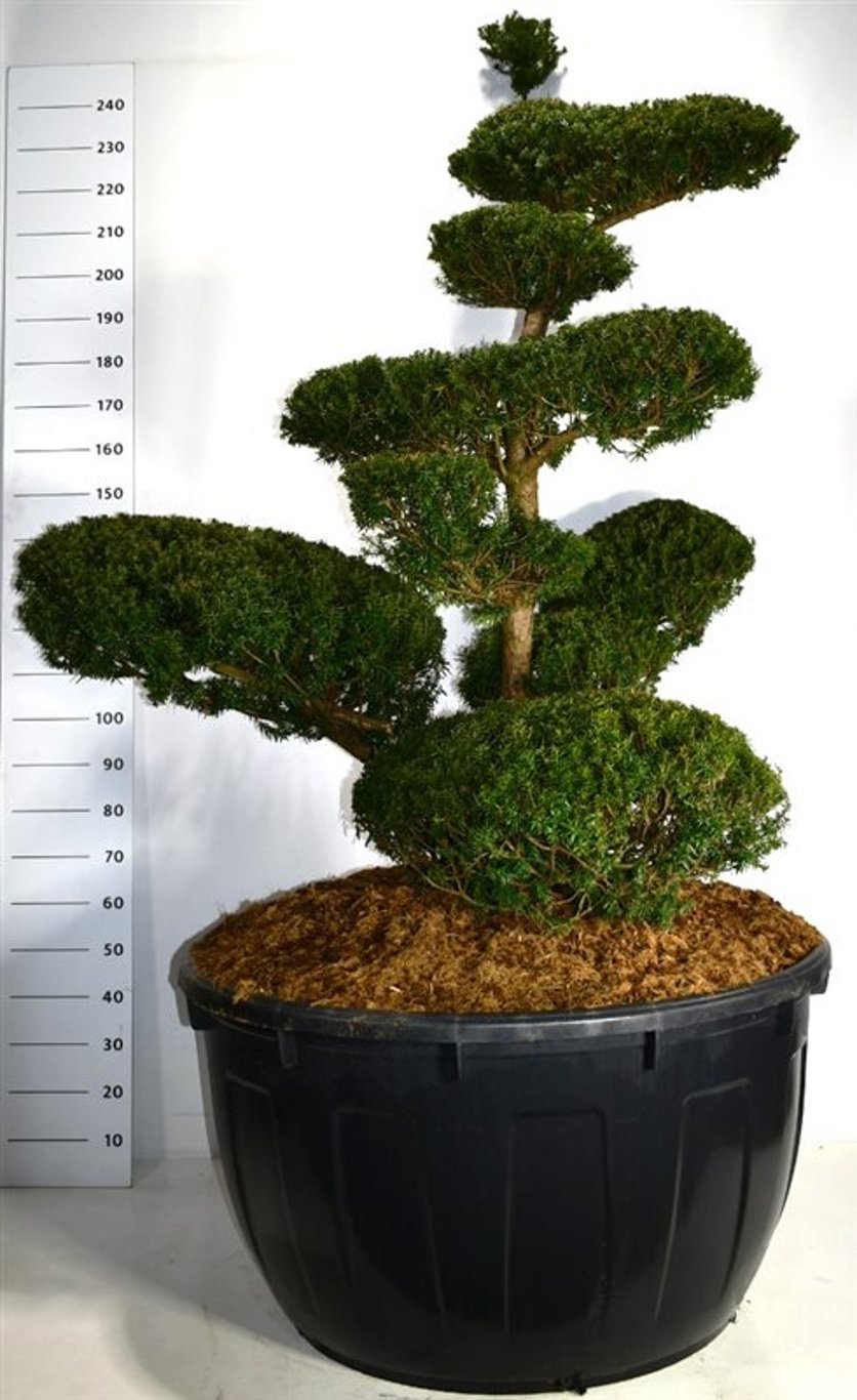 Japansk idegran – Taxus cuspidata - C500 200-225 cm. Bonsai
