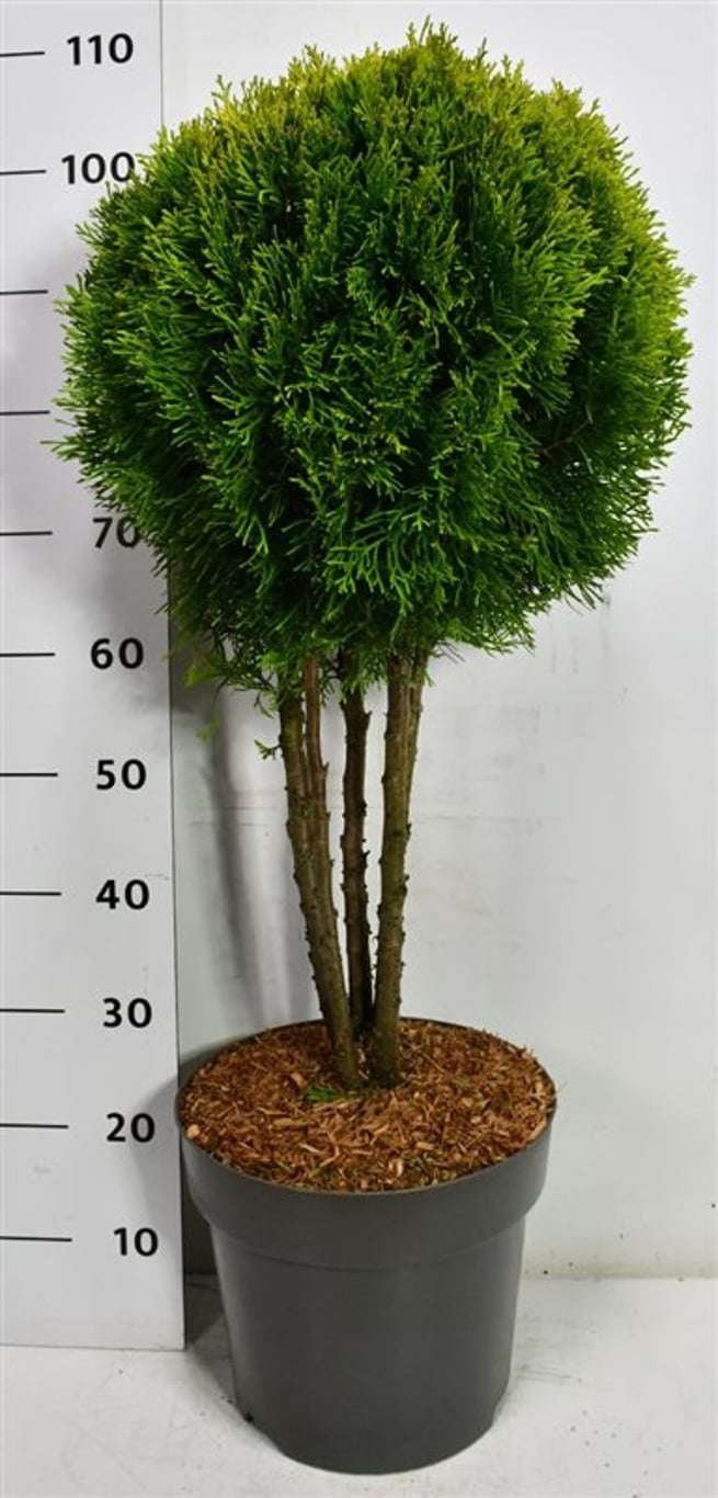Thuja – Thuja occ. 'Golden Smaragd' - C12 60 cm. Meerstammig