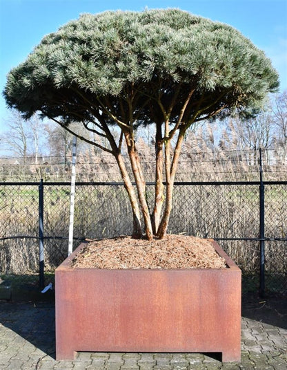 Tall – Pinus sylvestris &