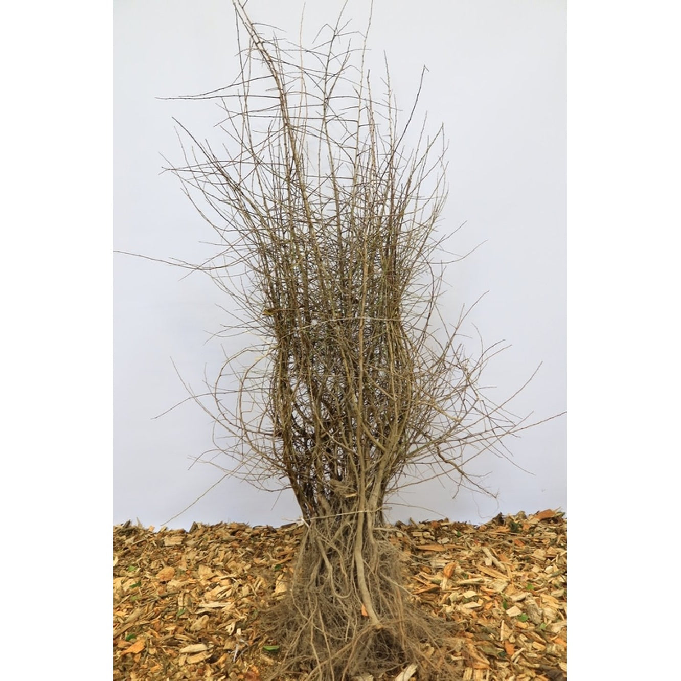 Slån – Prunus spinosa - 60-100 CM bare root 1/1