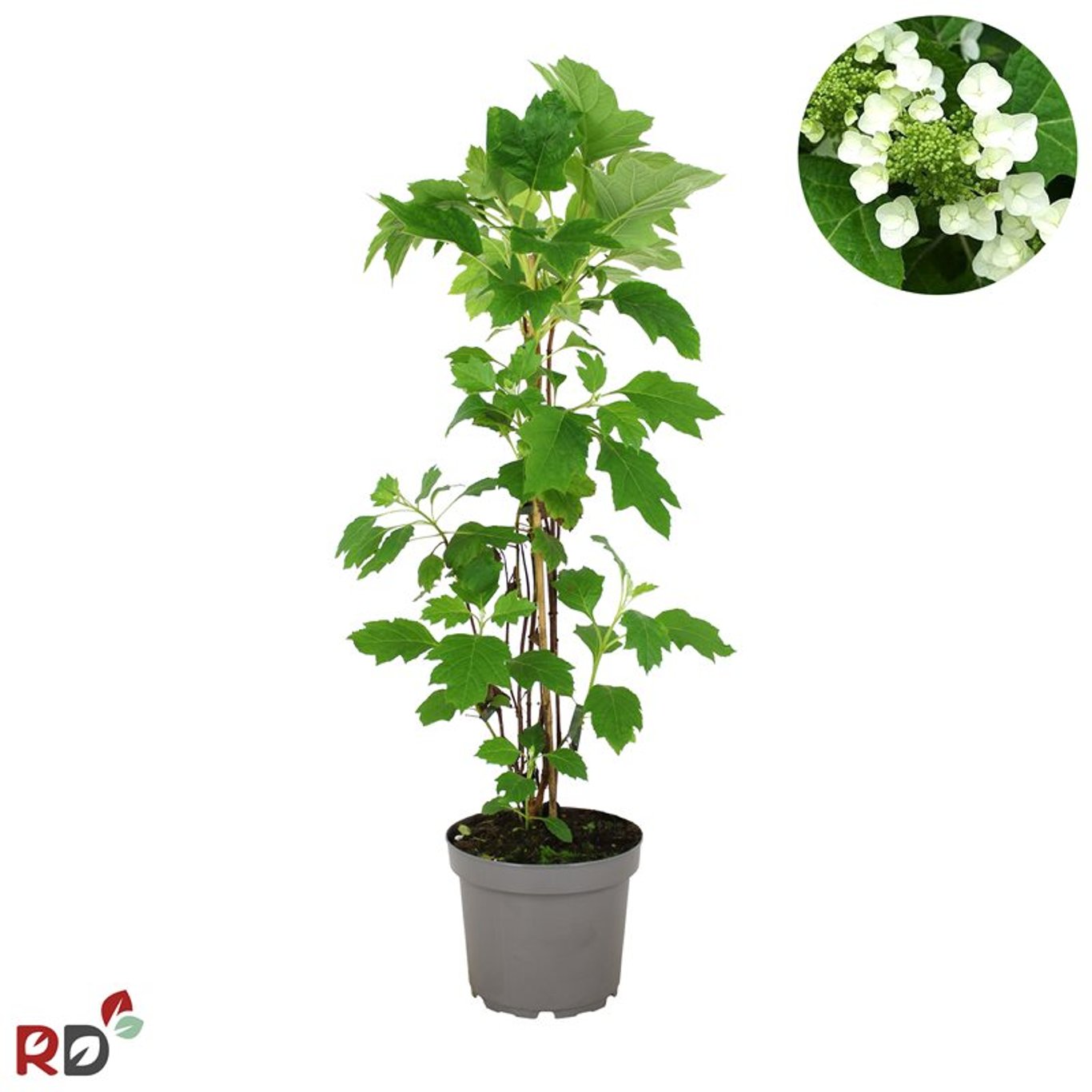 Ekbladshortensia – Hydrangea quercifolia - C7,5 100-125 CM