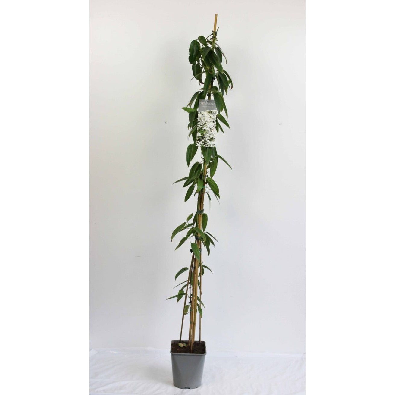 Klematis – Clematis armandii - C5 125-175 CM Stick