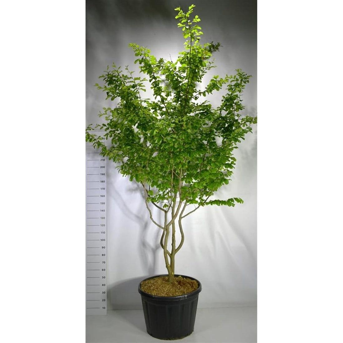 Persiskt järneksträd – Parrotia persica &