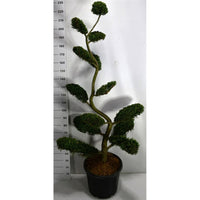 Cypresscypress – Cupressocyparis leylandii 'Castlewellan Gold' - C50 180-200 cm. Bonsai