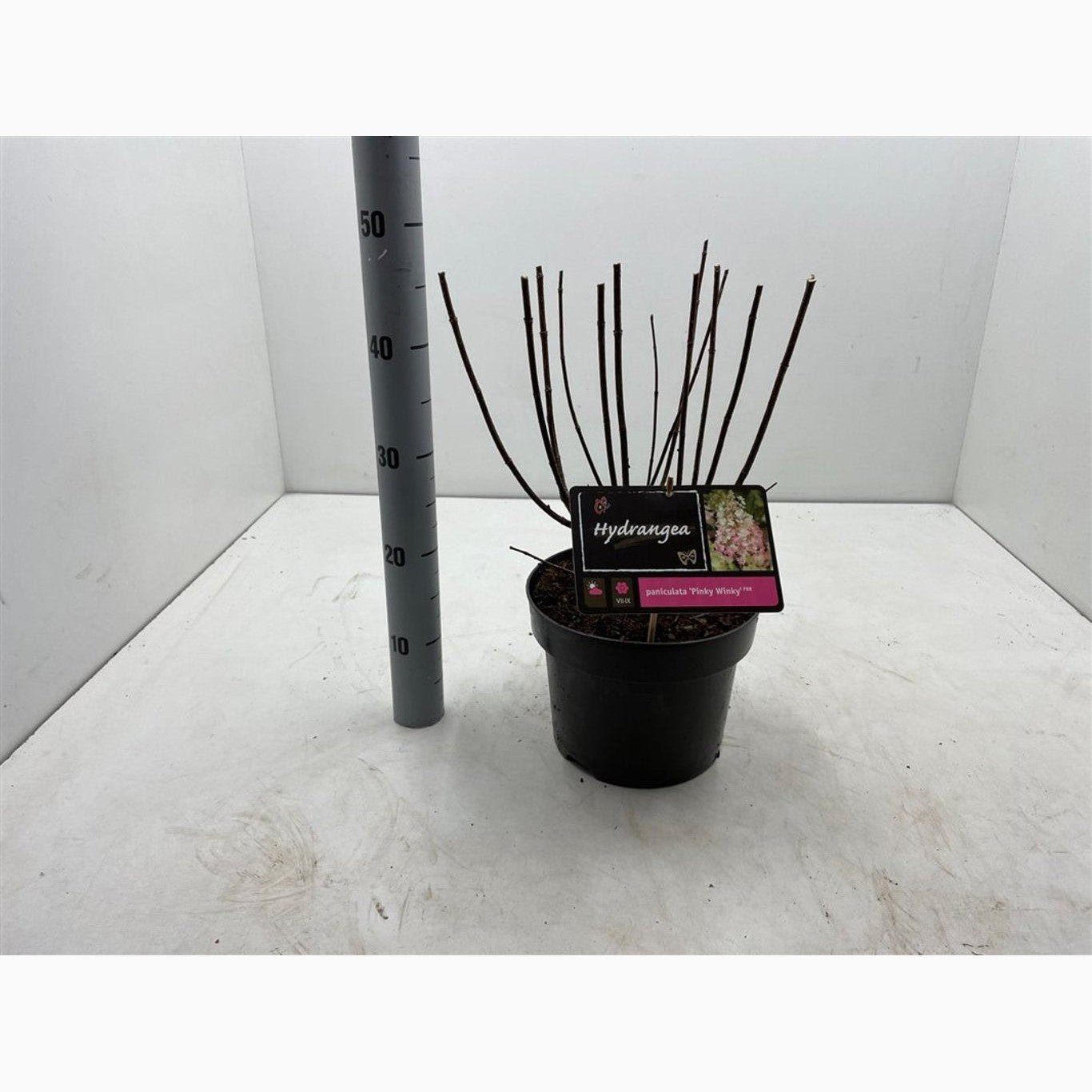 Syrenhortensia – Hydrangea paniculata 'Pinky Winky' - C5