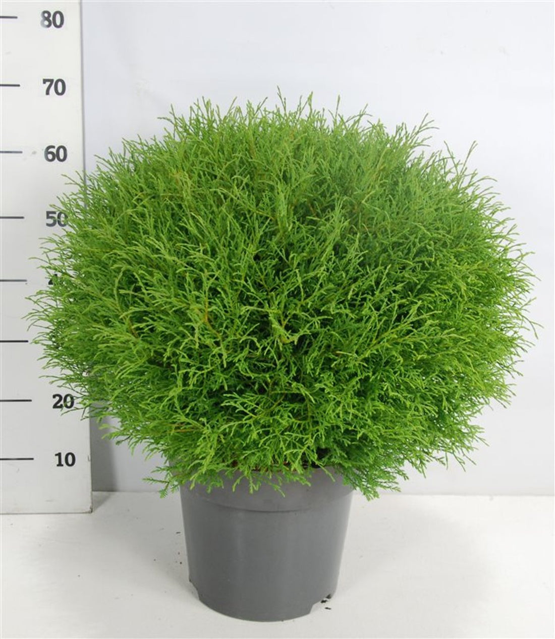 Thuja – Thuja occidentalis &