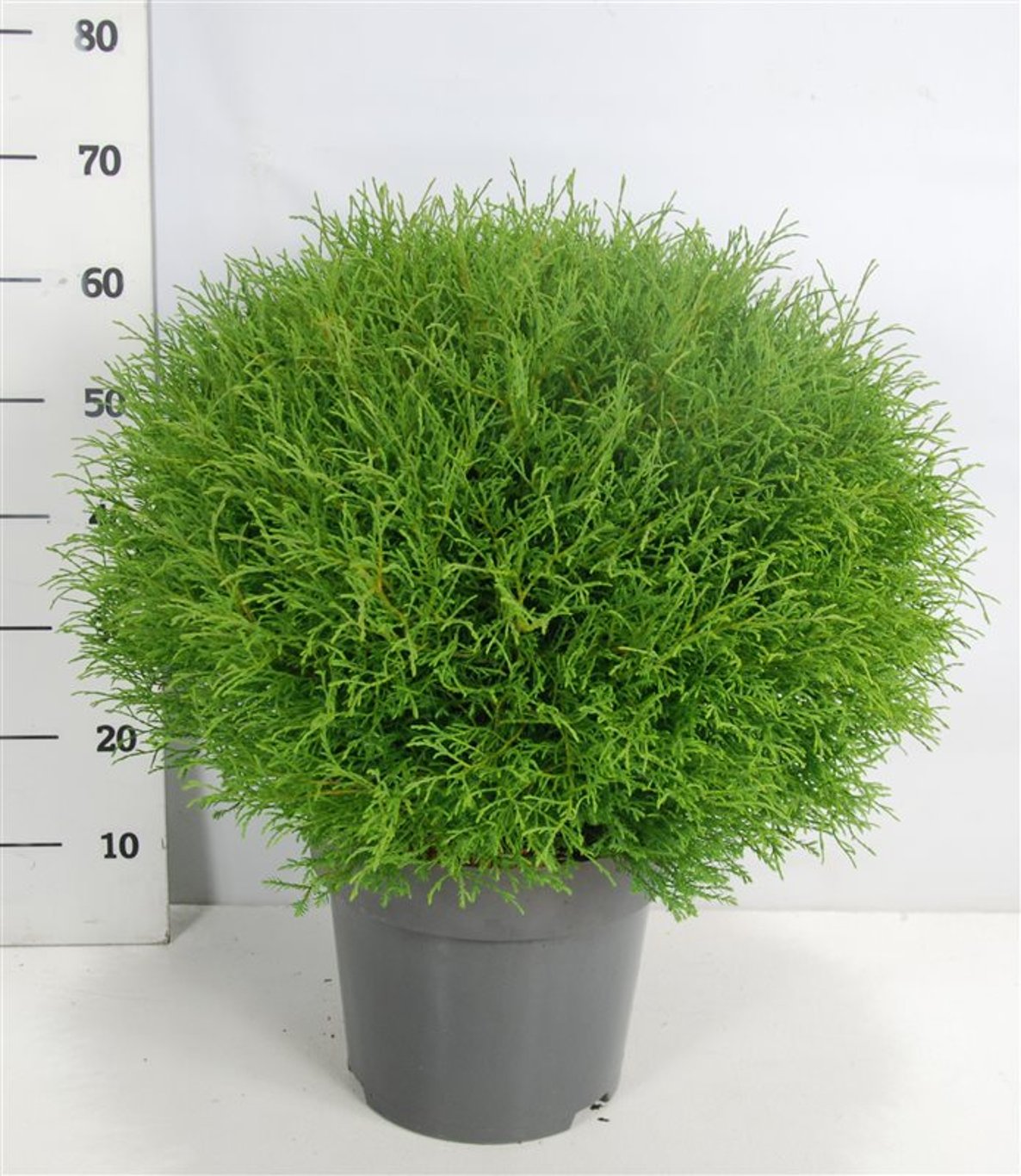 Thuja – Thuja occidentalis &