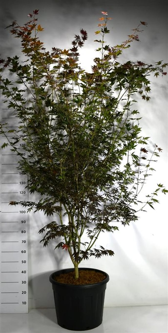 Japansk lönn – Acer palmatum &