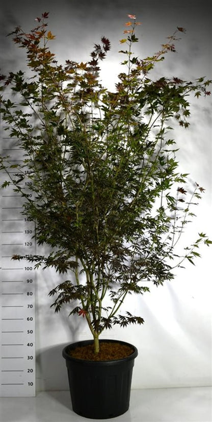 Japansk lönn – Acer palmatum &