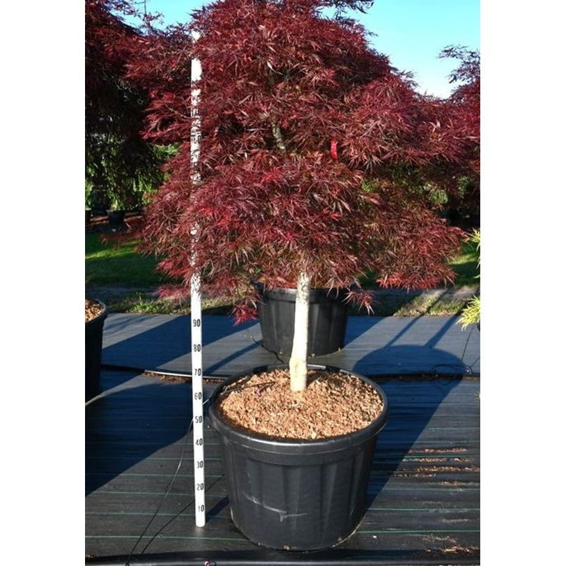 Japansk lönn – Acer palmatum 'Stella Rossa' - C180 100 cm. Stam