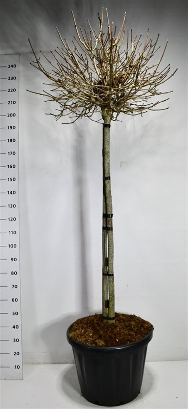 Spetslönn – Acer platanoides &