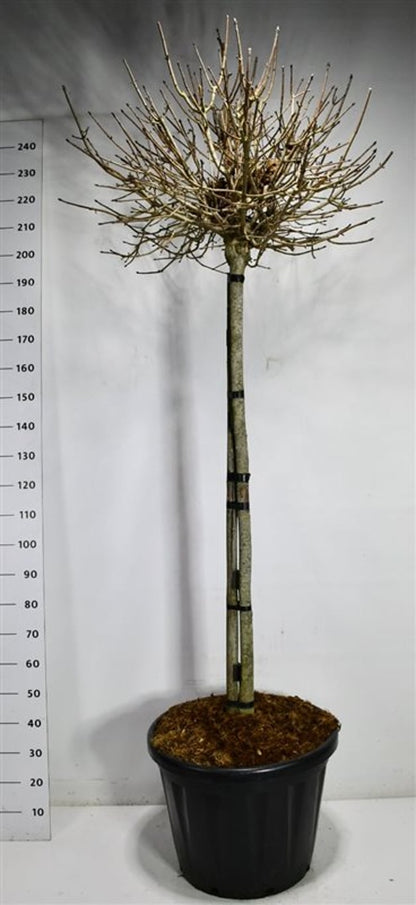 Spetslönn – Acer platanoides &