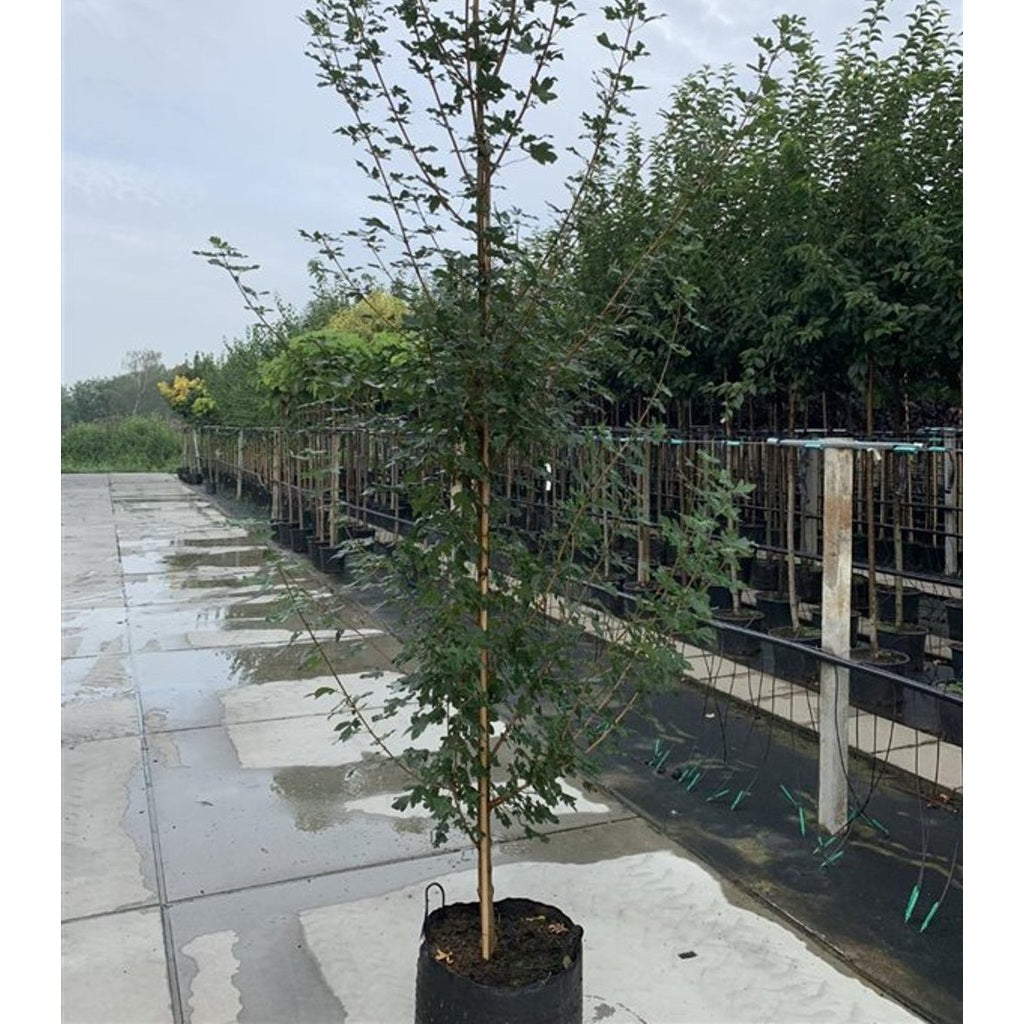 Freemanlönn – Acer freemanii 'Elegant' - 14/16 in Cont HO/ST