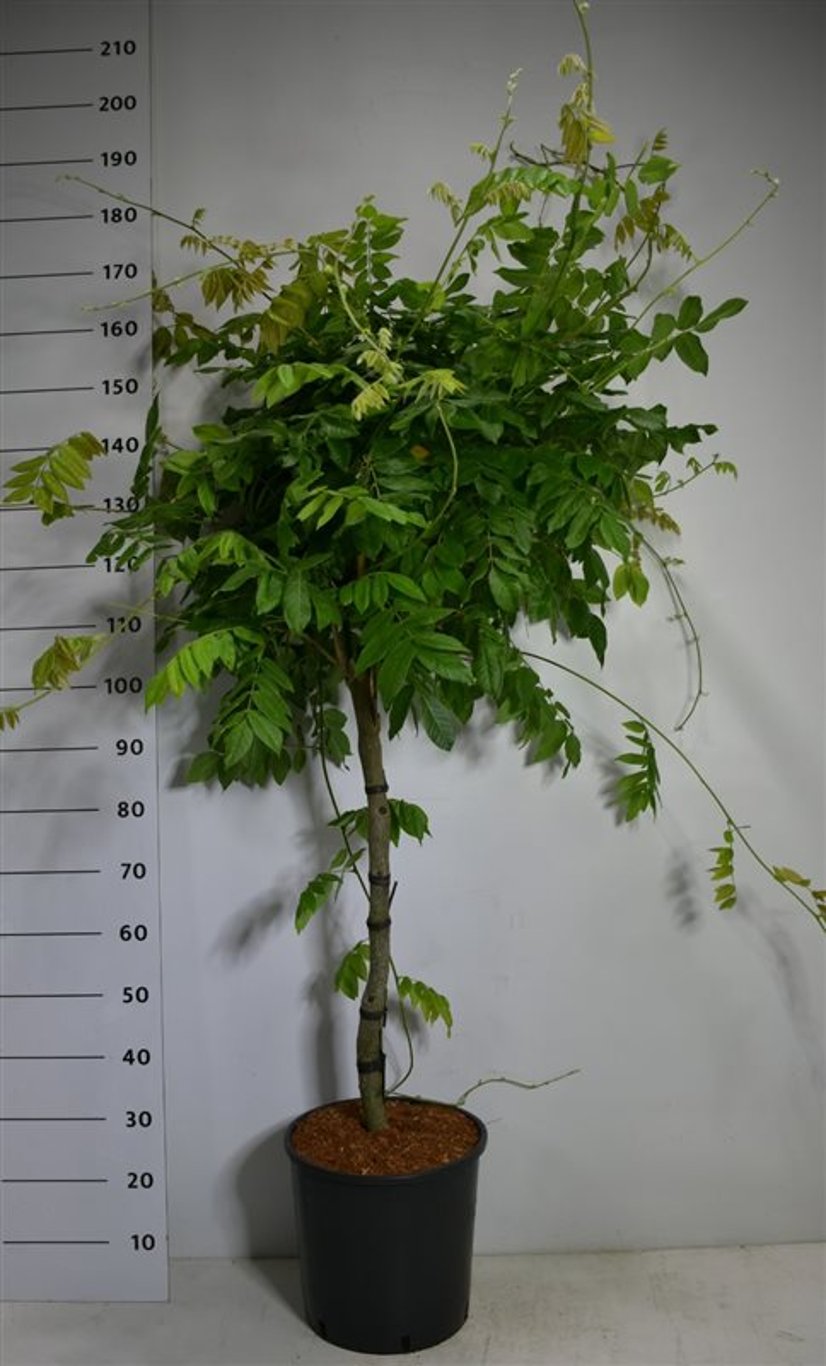 Japansk blåregn – Wisteria brachybotrys &