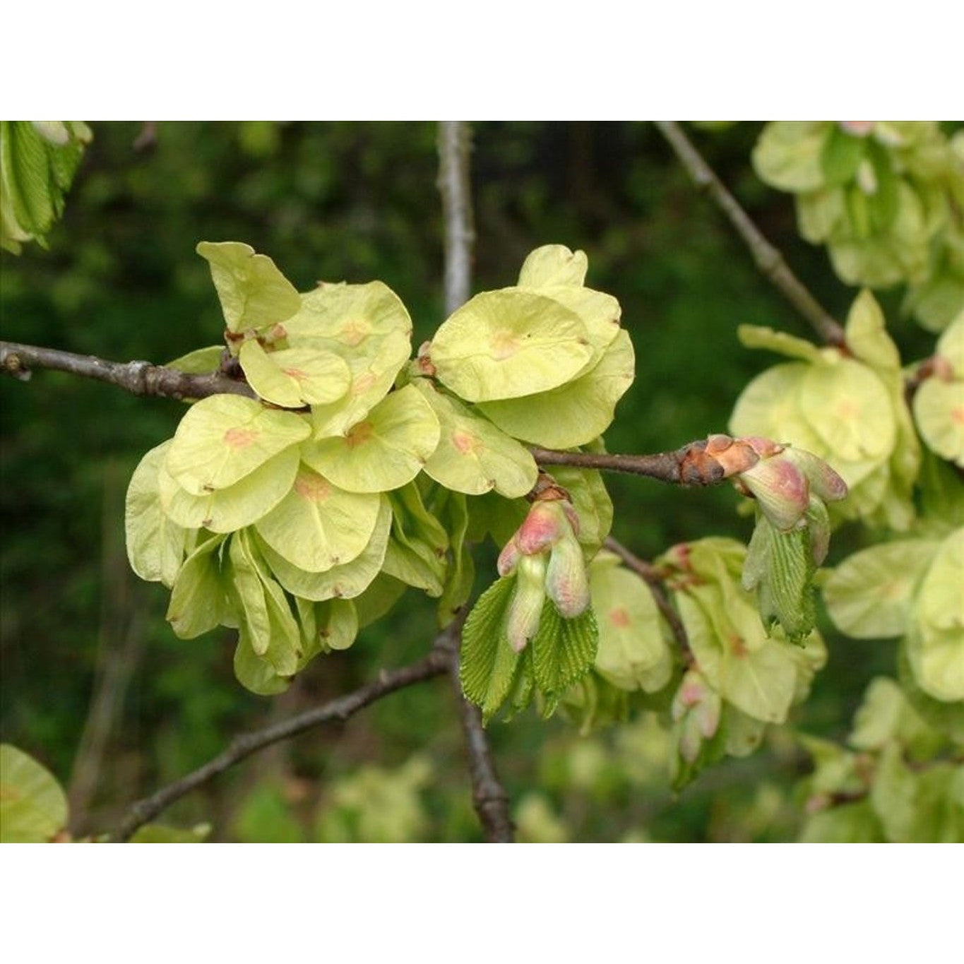 Fältalm – Ulmus minor - 80-100 CM bare root 2/0