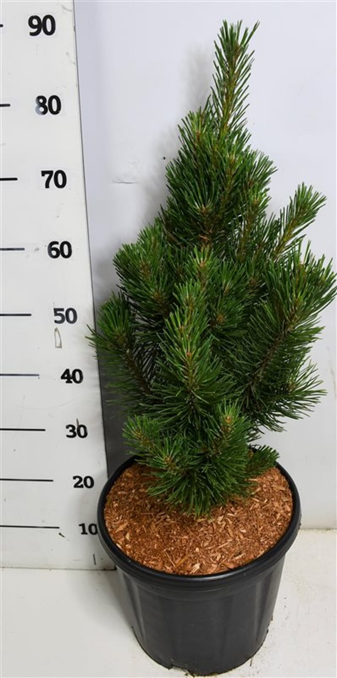 Bergtall – Pinus mugo &