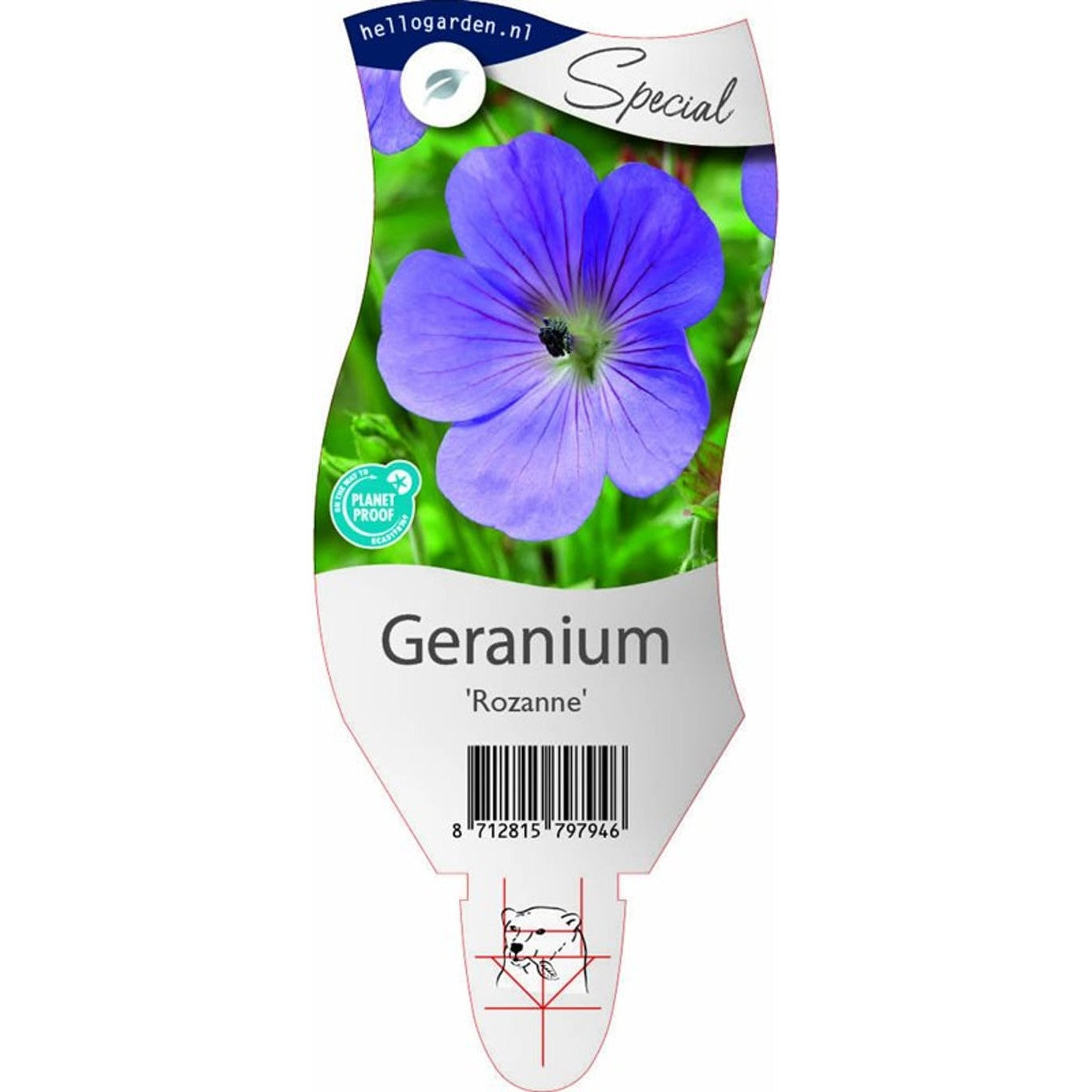 Näva – Geranium 'Rozanne' - P11