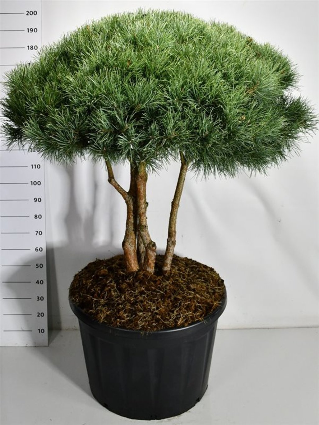 Tall – Pinus sylvestris &