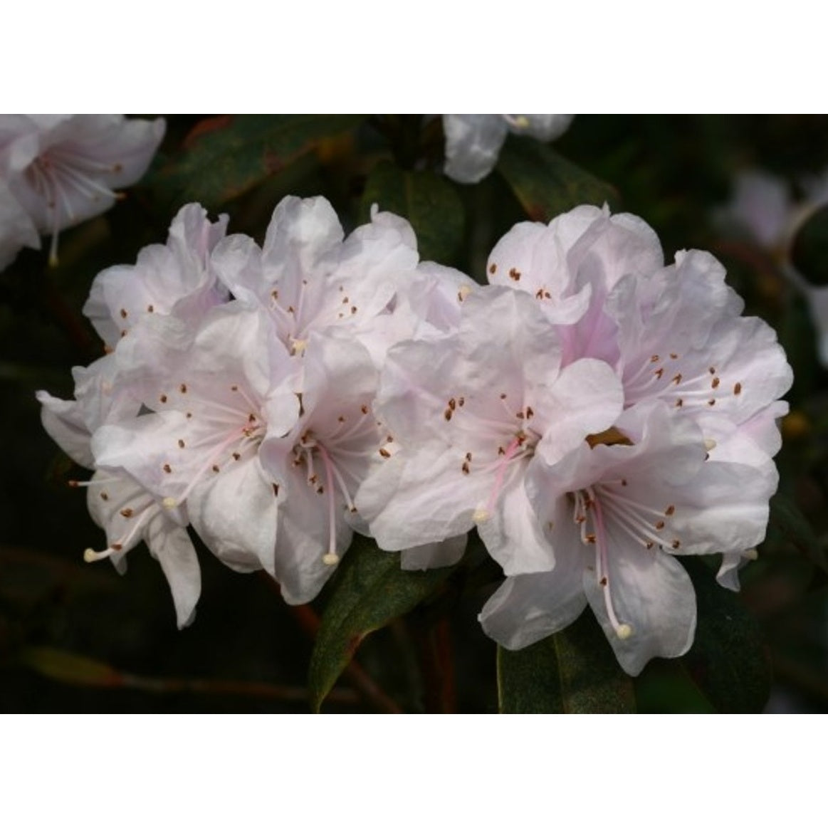 Rhododendron – Rhododendron mixtum 'Schneeköpfchen' - C12 60-80 CM