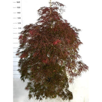 Japansk lönn – Acer palmatum 'Inaba-shidare' - C25 150-175 cm. Gestokt