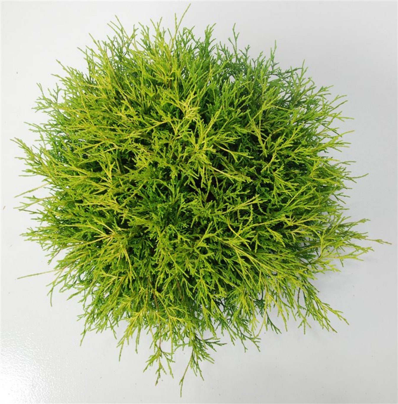 Ädelcypress – Chamaecyparis pisifera &