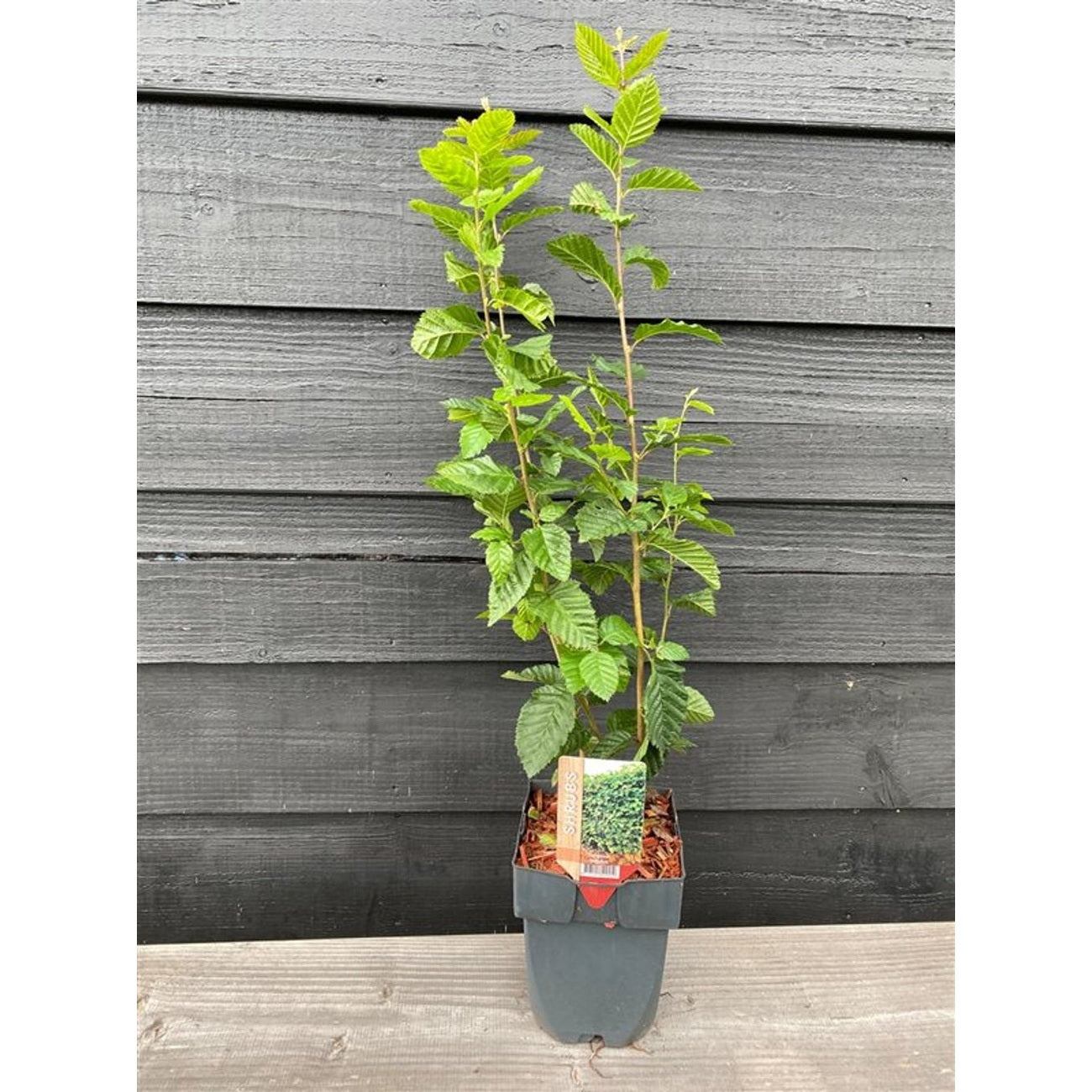 Avenbok – Carpinus betulus - C2 55-60 CM